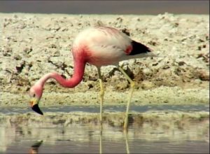 flamencos_amigosalvaje