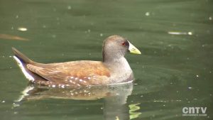 nuestras_aves_80_taguita