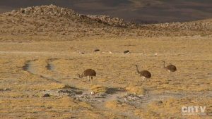 15-secretos_de_la_naturaleza_chilena-suri