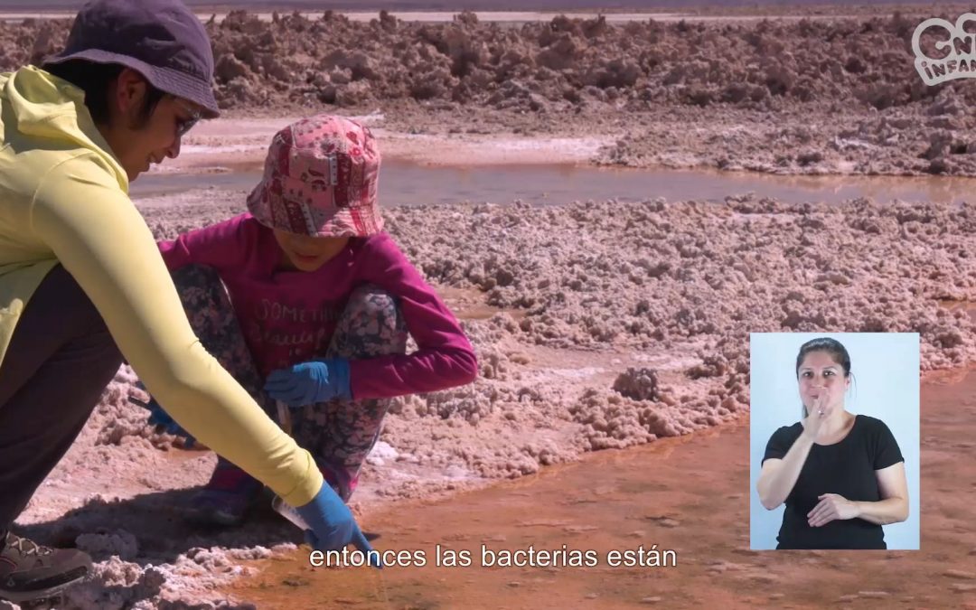 Bacterias en un salar